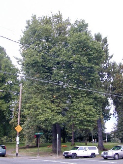 Cucumber tree