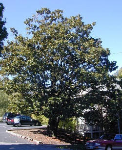 Magnolia grandiflora 