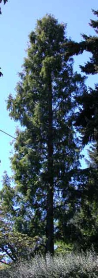 Metasequoia glyptostroboides 