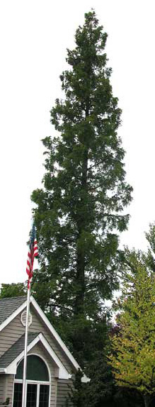 Metasequoia glyptostroboides 