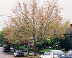 Ostrya virginiana 