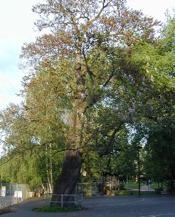 Empress tree