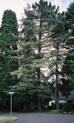 Pinus coulteri 