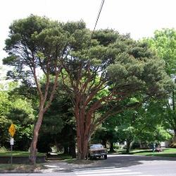 Pinus densiflora 