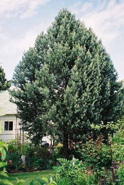Pinus monophylla 