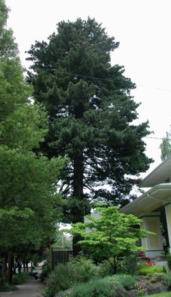 Pinus monticola 