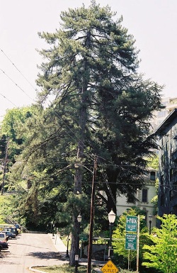 Austrian pine