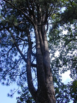 Pinus ponderosa 