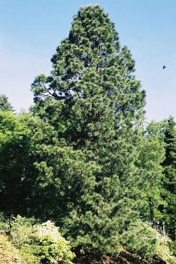 Pinus rudis 