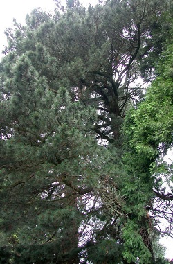 Pinus radiata 