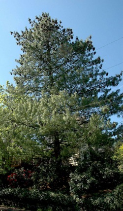 Pinus wallichiana 
