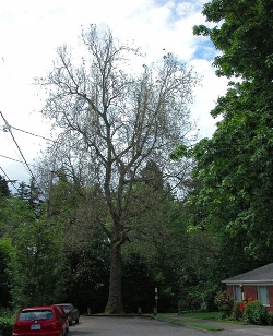 Platanus occidentalis 