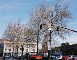 American sycamore