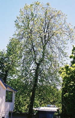 Oriental planetree