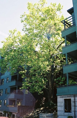 London planetree