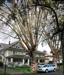 London planetree