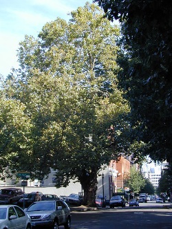 London planetree