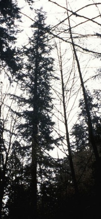 Douglas-fir