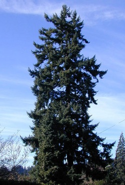 Douglas-fir 133