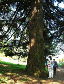 Pseudotsuga menziesii 