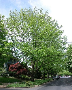 Pterocarya fraxinifolia 