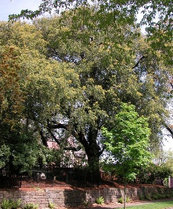 Quercus chrysolepis 