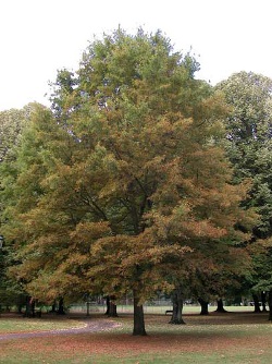 Quercus phellos 