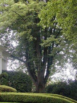 Northern red oak 73