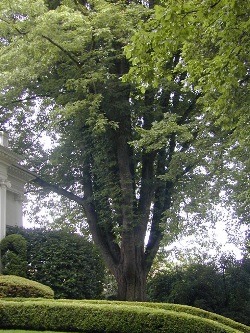 Northern red oak