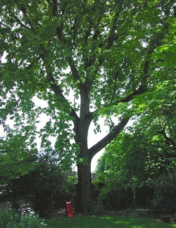 Quercus prinus 