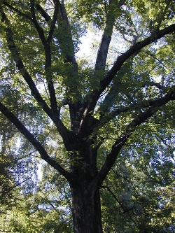 Northern red oak 98