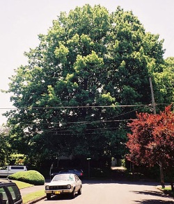 Northern red oak 110