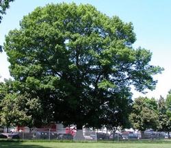 Quercus rubra 