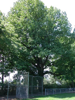 Northern red oak 116