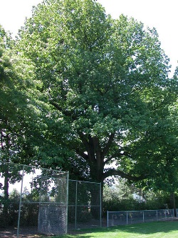 Quercus rubra 