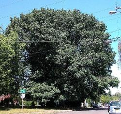 Northern red oak