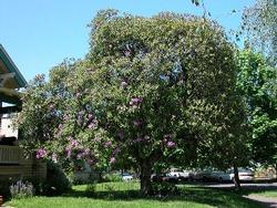 Rhododendron ponticum 