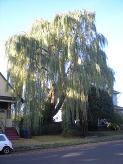 Salix babylonica 