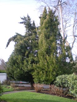 Umbrella pine