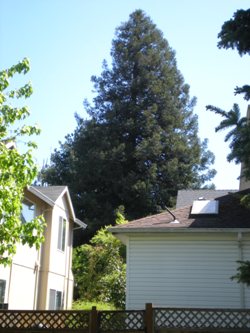 Sequoia sempervirens 