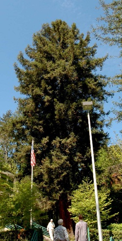 Sequoia sempervirens 