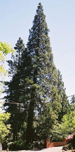 Sequoiadendron giganteum 