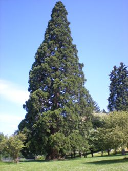 Giant sequoia 86