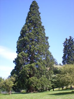 Giant sequoia