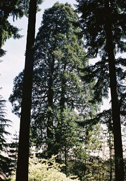 Sequoiadendron giganteum 