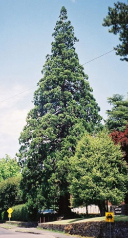 Giant sequoia