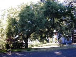 Japanese pagoda tree