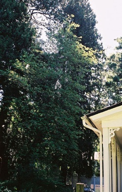 Western redcedar