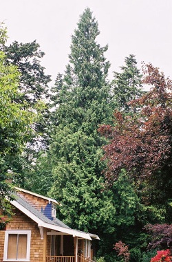 Thuja plicata 