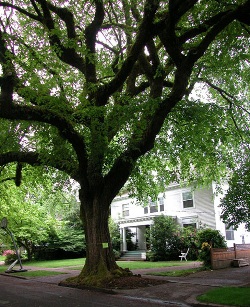 Ulmus americana 